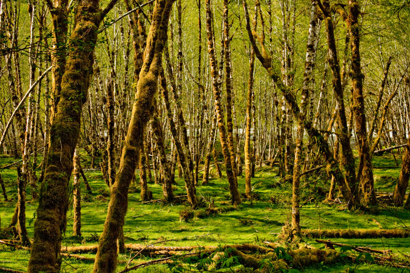 Alder Patch, Quinault Alder Patch, Quinault