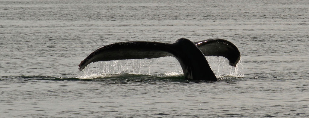 "Peace" Whale tail "Peace" Whale tail
